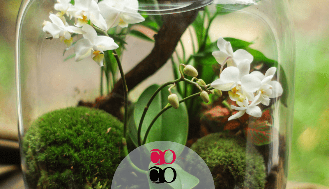 Corso a domicilio a Milano di terrarium